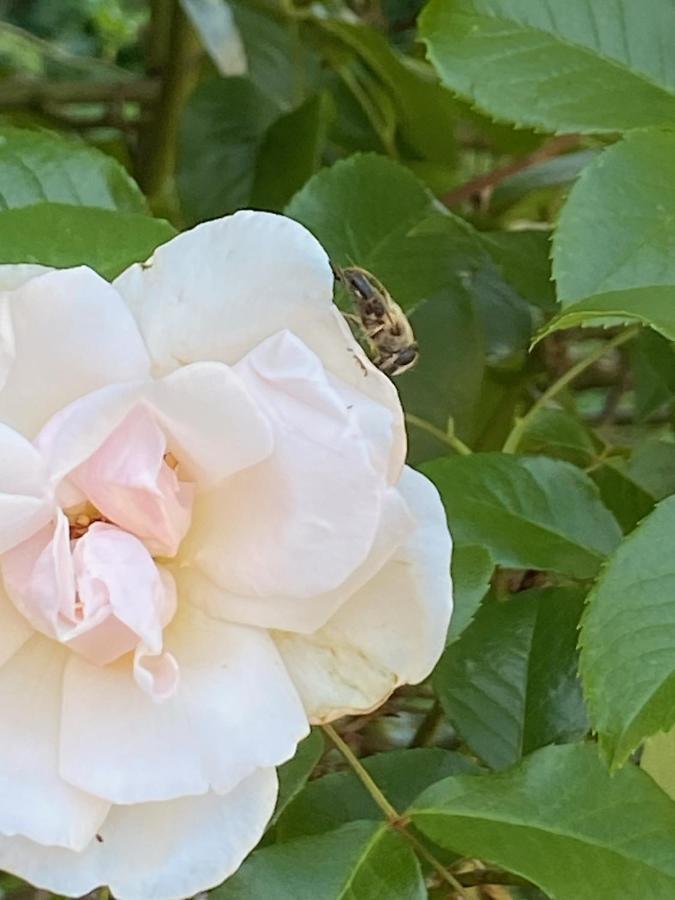 Studio Bienvenue Du Cote De Chez Nous Avec Jardin Privatif Wignehies 외부 사진